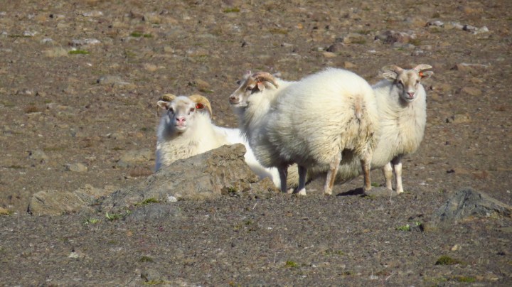 these guys make it to the least likely of places.