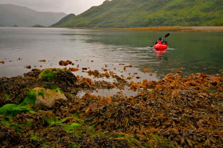 Pushing out into the tide race for a free ride back home!